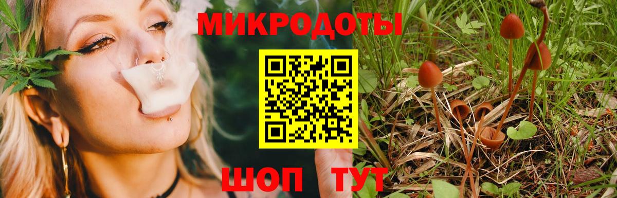 Псилоцибиновые грибы Psilocybe Канаш