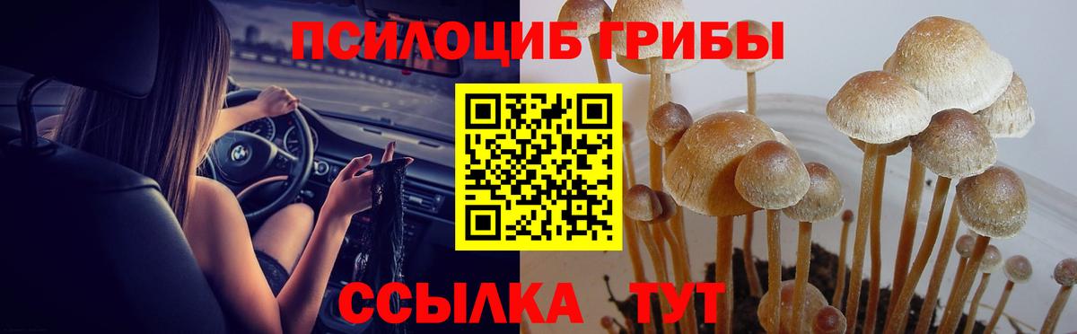 где найти наркотики  Вход с VPN  Канаш  Галлюциногенные грибы прущие грибы 